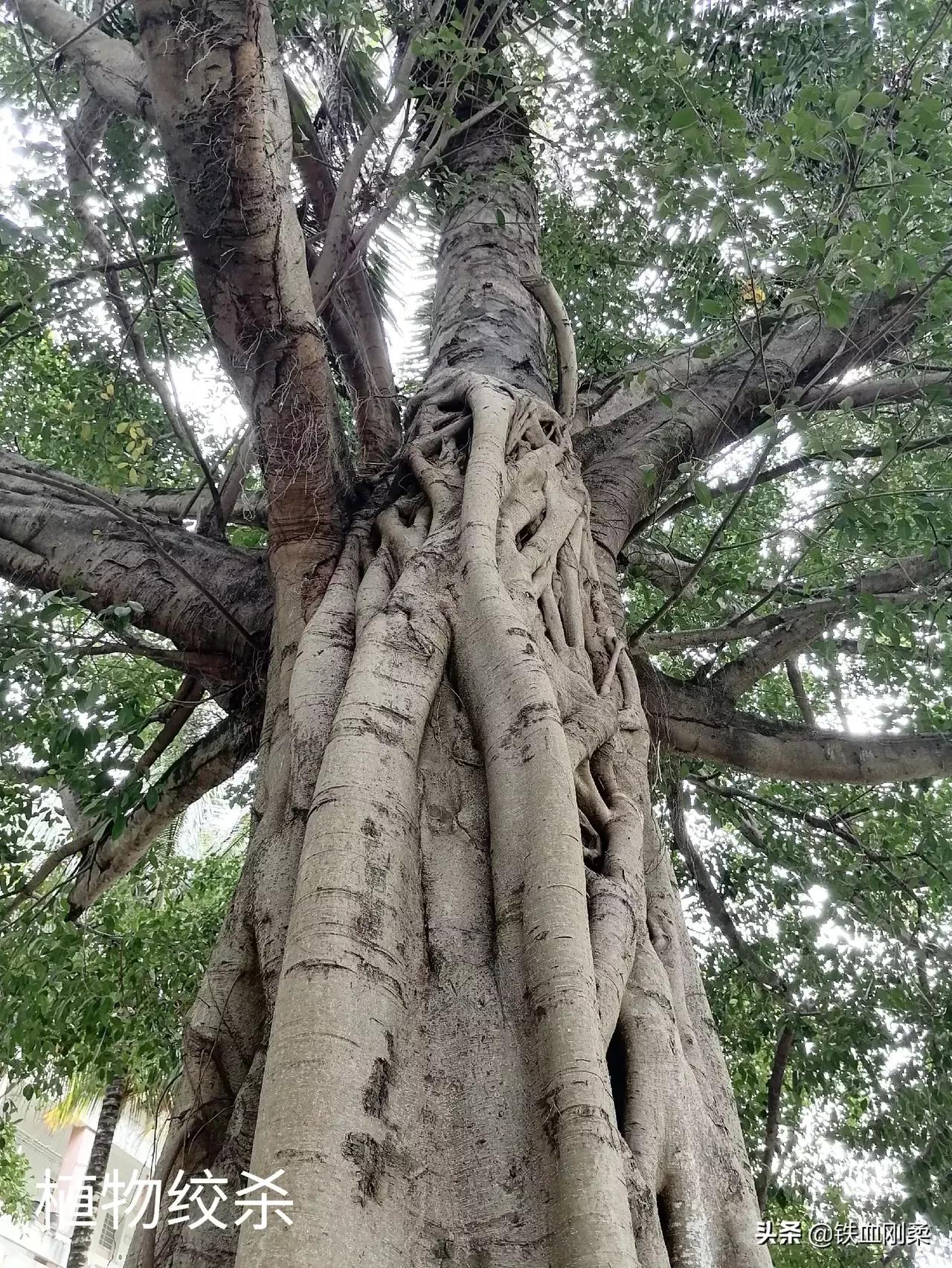 西双版纳景洪景区介绍,西双版纳景洪旅游胜地