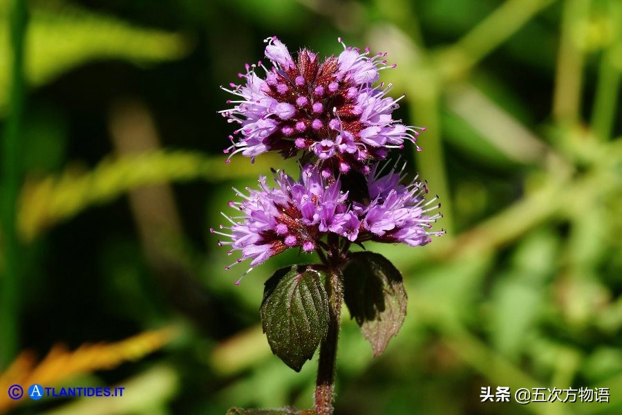 10种口味薄荷糖,十种薄荷