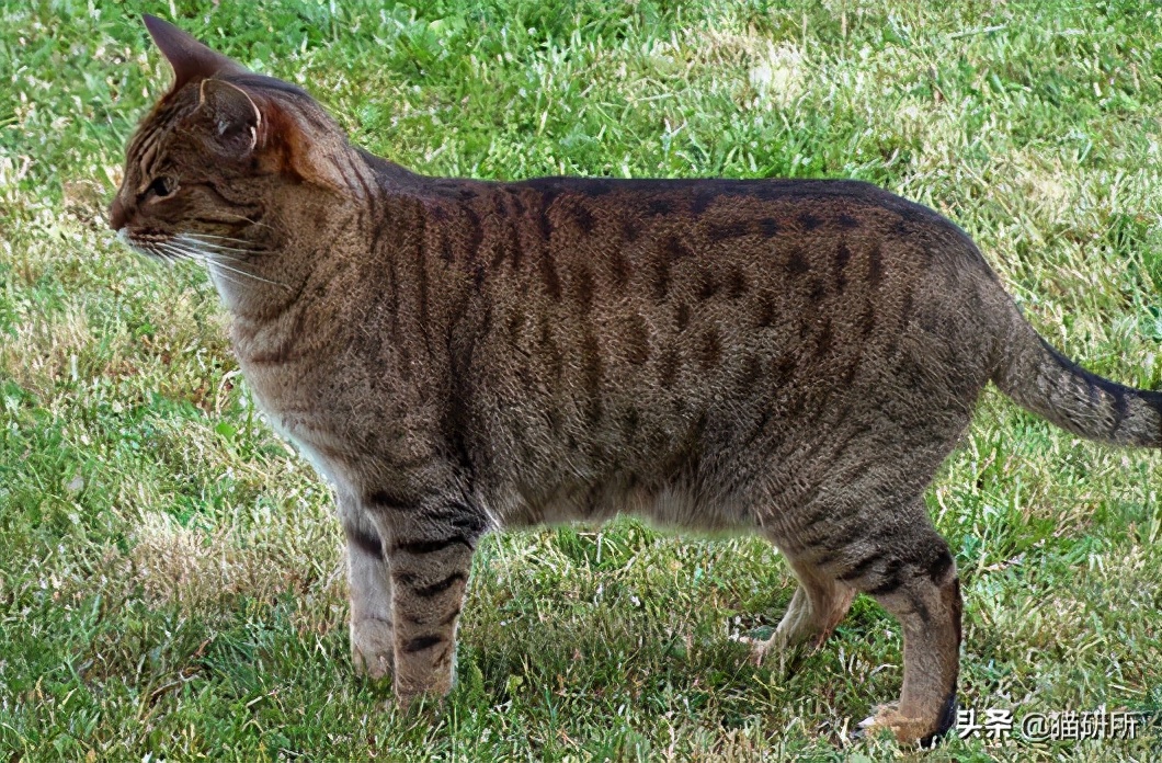 猫咪的花纹是怎么长出来的,猫咪身上的花纹有多奇葩