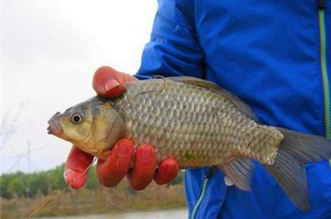 拉饵不出丝的原因,有丝拉饵拉不起来是什么原因