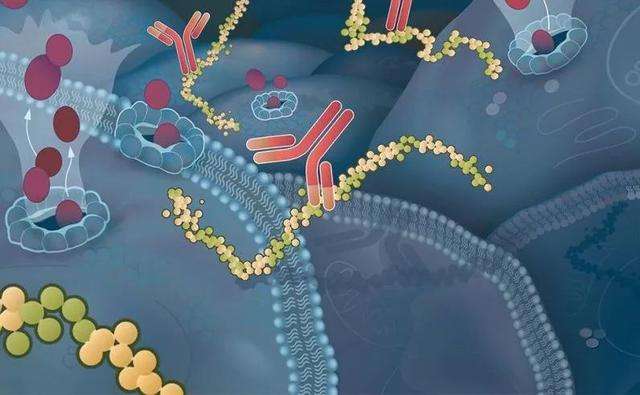日本宣布攻克白血病是真的吗,日本医学界攻克了白血病是真的吗