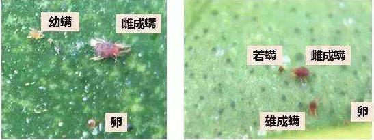 红蜘蛛怎么打不死,红蜘蛛最怕的三个人