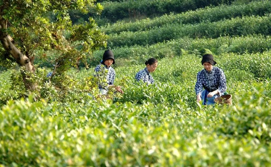苏州西山十大知名农家乐有哪些,带你走一走苏州的太湖边农家乐