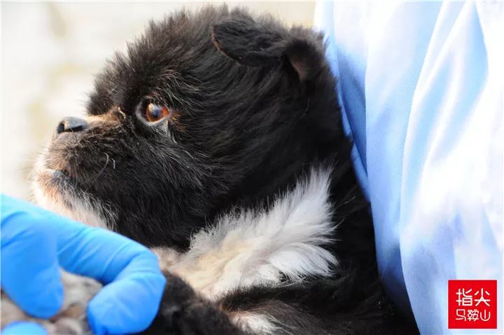 马鞍山流浪狗救助中心在哪里,曝光流浪狗救助真相