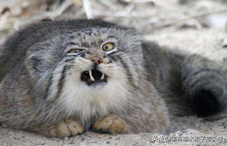 对猫咪过敏但是又想养猫怎么办,对猫过敏的人也可以养的猫