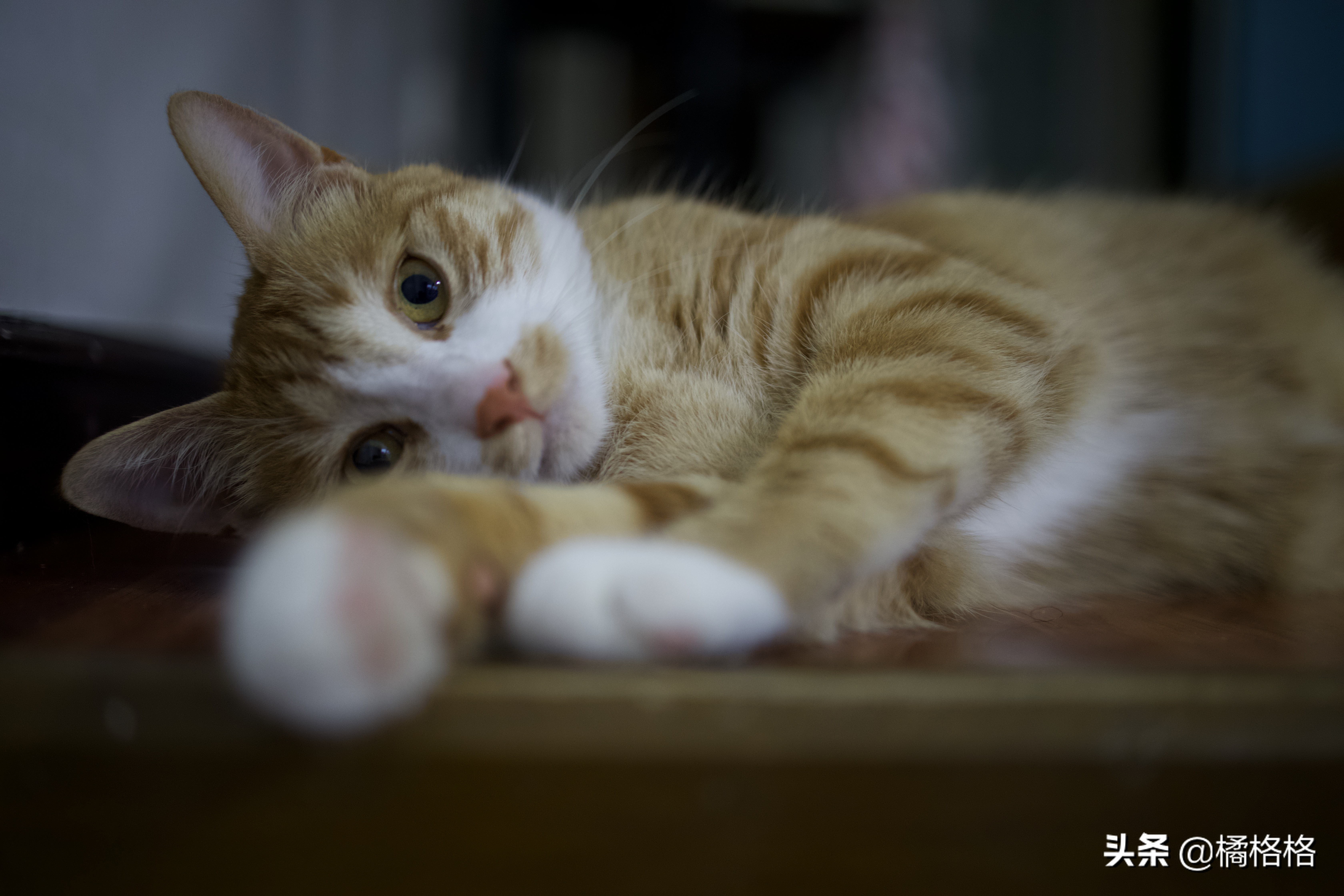 夏天给猫剃脚毛散热,夏天给猫剃毛用几毫米