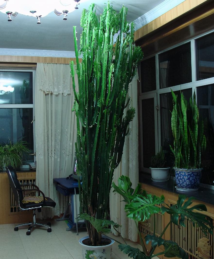 常见的五种最丑的花,最好养的丑花排名