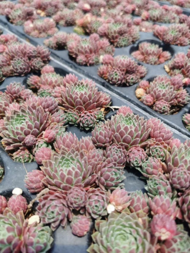 长生草观音莲怎么长侧芽,长生草多肉用什么土壤