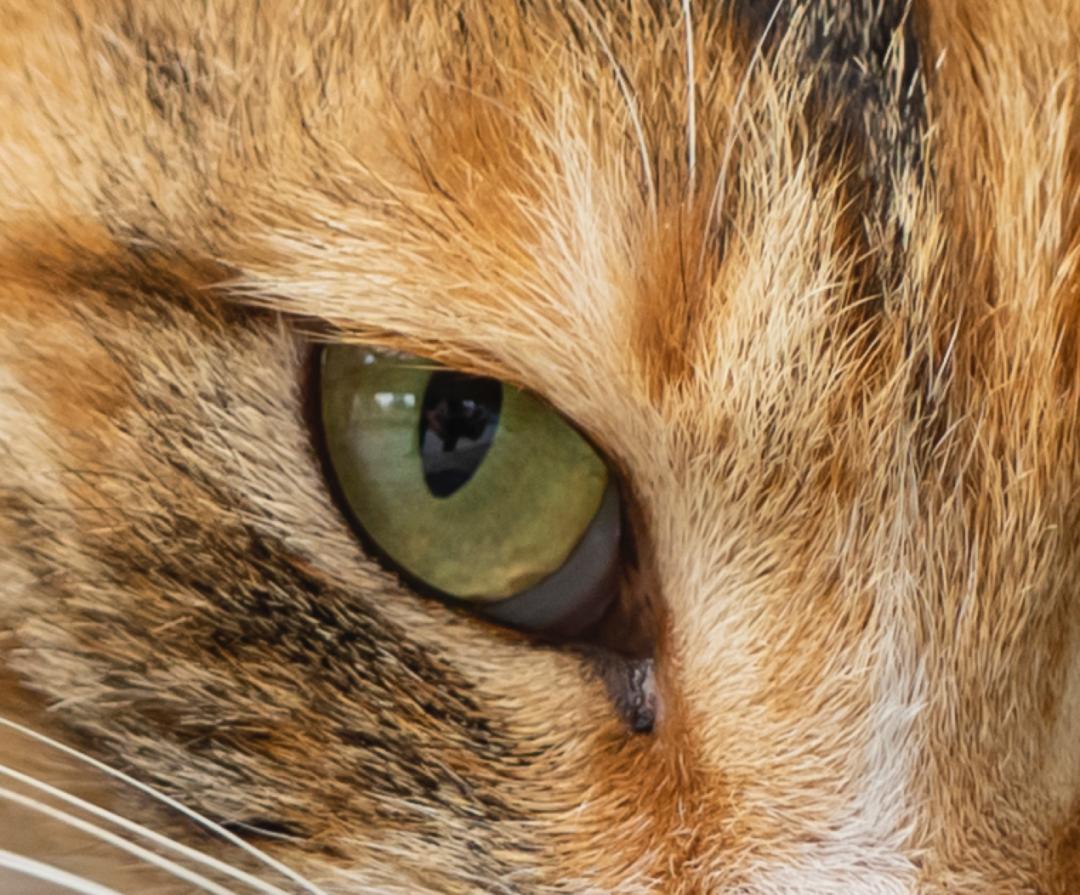 腾龙75-180与85定焦镜头,超值长焦定焦