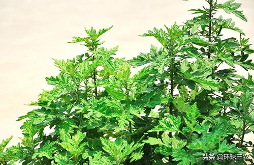 为什么农村蚊子多,农村大蚊子事件真实原因