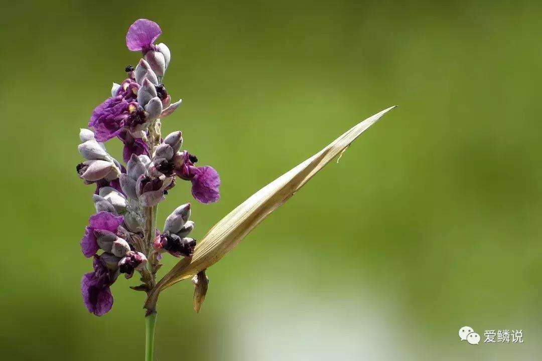 适合锦鲤池水面种植的植物,锦鲤鱼池能长什么植物
