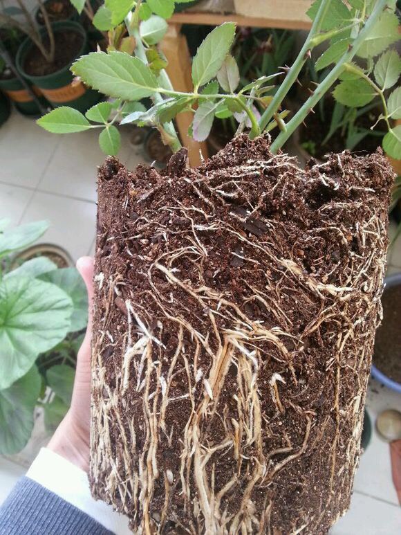 月季不长了怎么办,月季不长花苞如何修剪