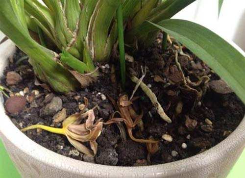 家庭养花存在的问题及解决方法,家庭养花易黄叶怎么办