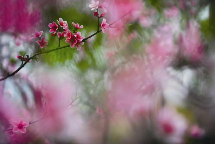 廊坊市赏花踏青第一名,廊坊赏桃花景点