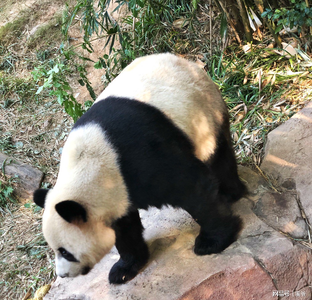 打卡国内热门榜1亲子游--广州长隆旅行攻略附带震撼价格！