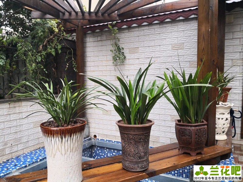 兰花是喜湿还是喜干怎么浇水,湿植料种兰花要马上浇水吗