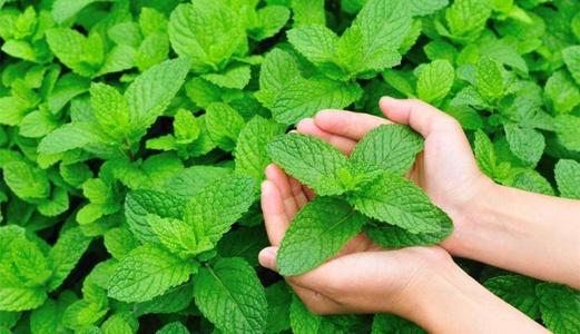 100种漂亮的夏花图片,30种夏花图片大全