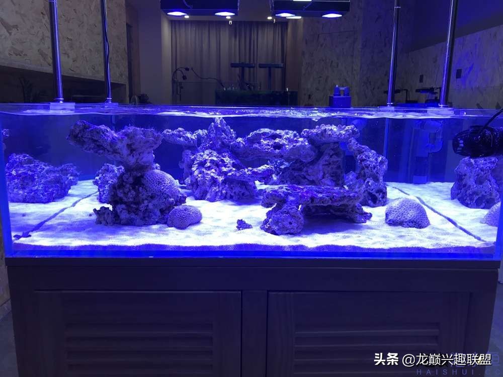 从零开始玩海缸的方法,从零开始玩海缸全过程