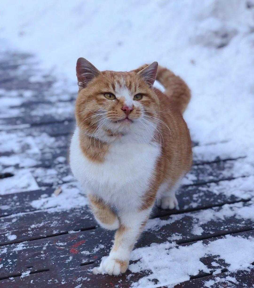 华山雾凇奇观在哪里,高空缆车赏雾凇