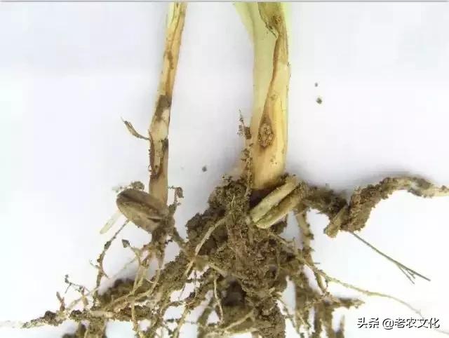 小麦如何判断弱苗壮苗和旺苗,小麦弱苗最佳补救方法