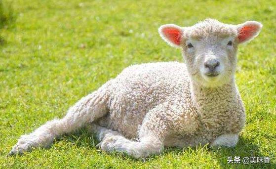 羔羊瘫痪了站不起来怎么回事,羔羊瘫软无力站不起来怎么治