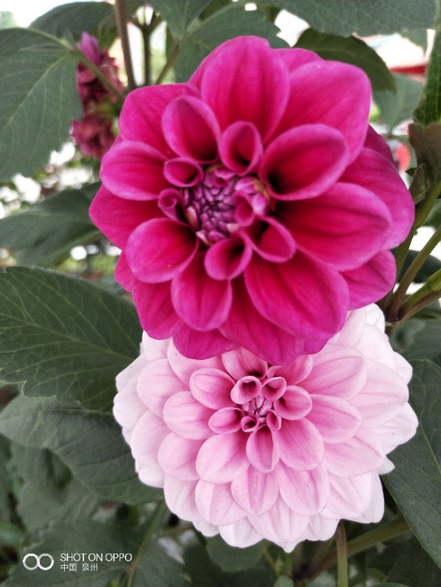 花开的时候最珍贵完整版,花开的时候你就来看我