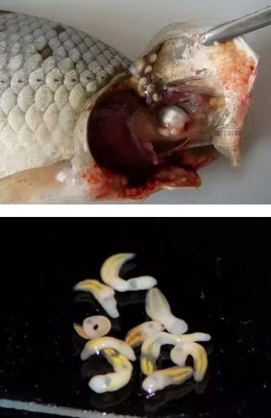 水产镜检虫图片,水产养殖常见虫类图