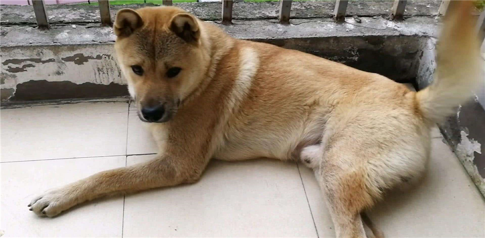 宠物安乐死让医生崩溃,宠物安乐死后主人责怪自己