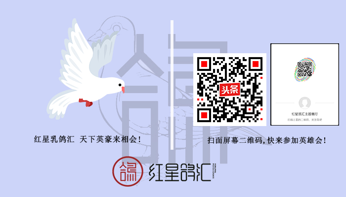 鸽子身上有飞翔感觉,鸽子很有灵性