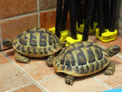 欧洲陆龟排酸吗,欧洲陆龟的图片