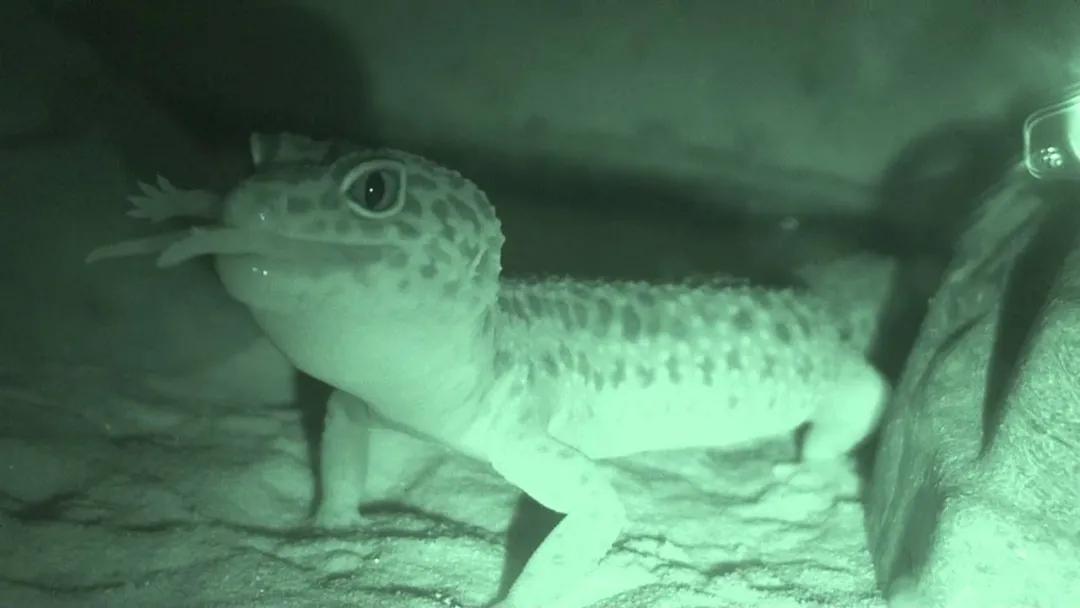 爬宠没有合适的温度会变成什么样,对环境要求不高的爬宠