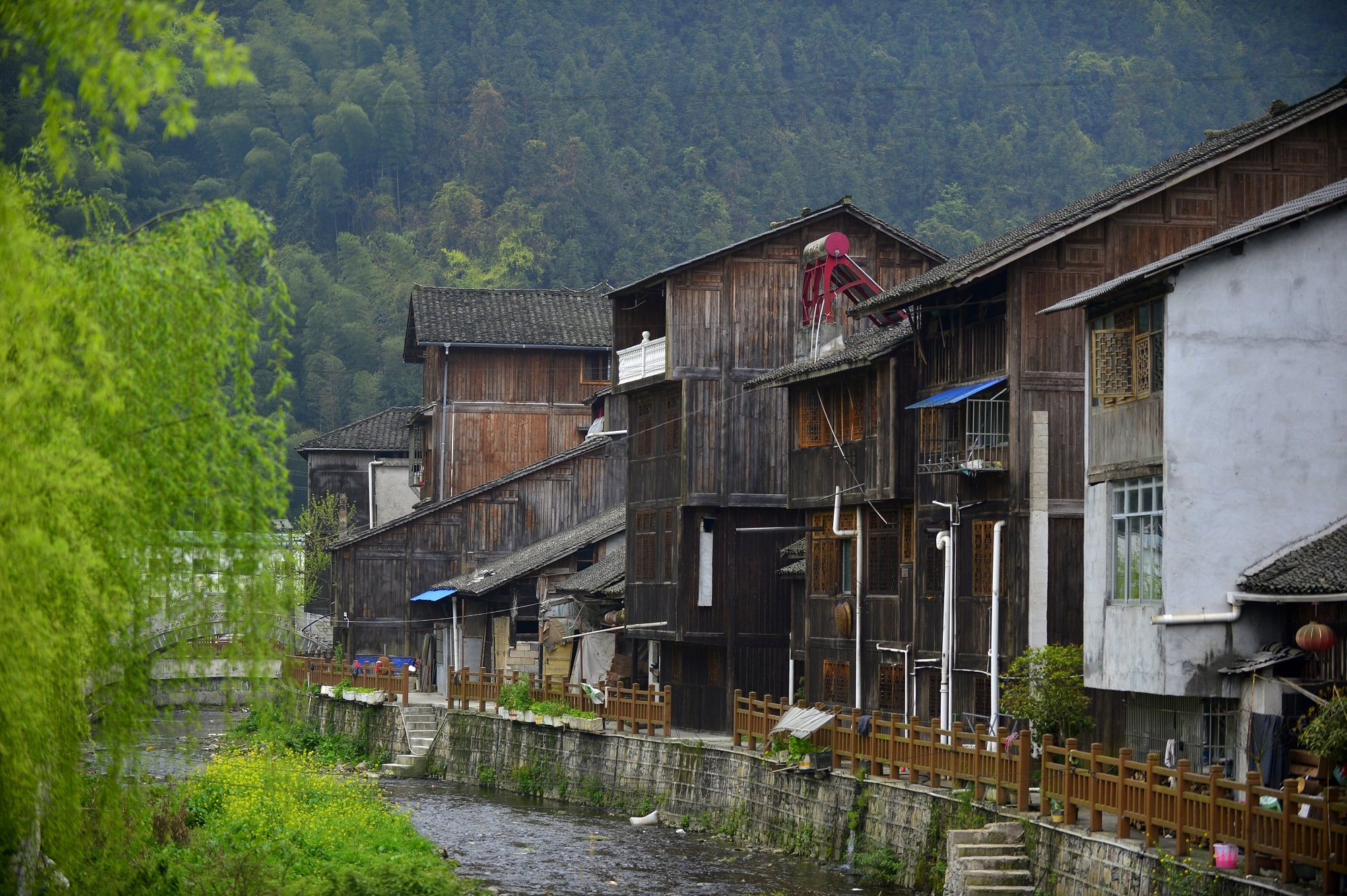 庆阳活化石叫啥,庆阳坝历史