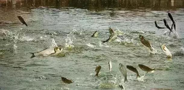 最赚钱的农业项目有哪些,有哪些农业致富好项目值得推荐