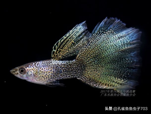 孔雀鱼100条,孔雀鱼20缸10条鱼