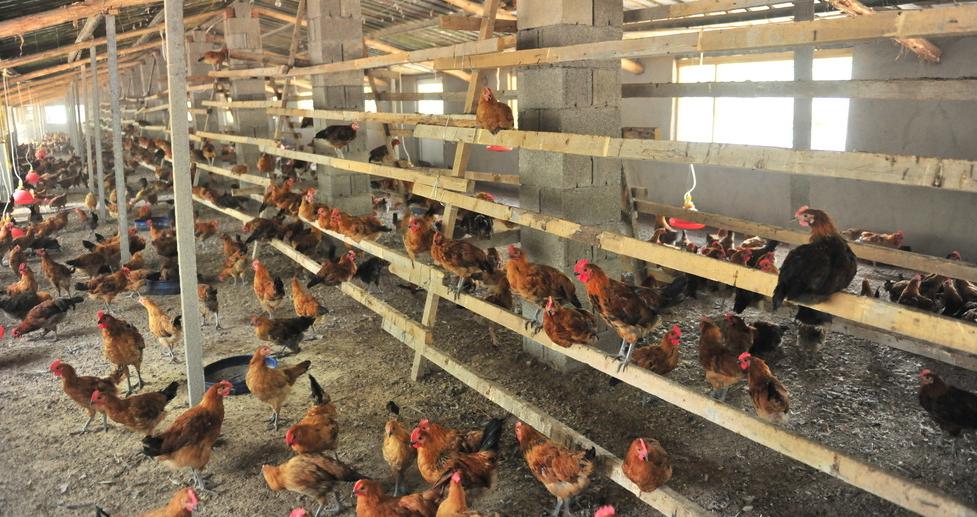 鸡群出现眼肿脸肿，黄色粘液干酪物，这该怎么办？