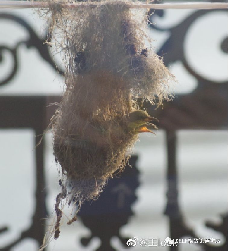 科学家如何观察植物,鸟类的研究方法