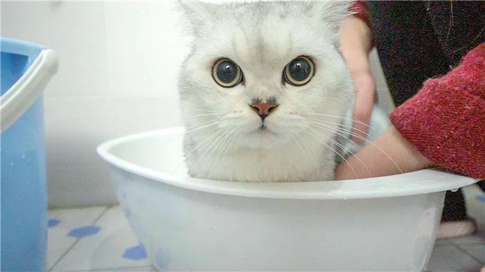 猫咪洗澡容易出现的常见情况,猫咪太小不能洗澡有味道怎么办
