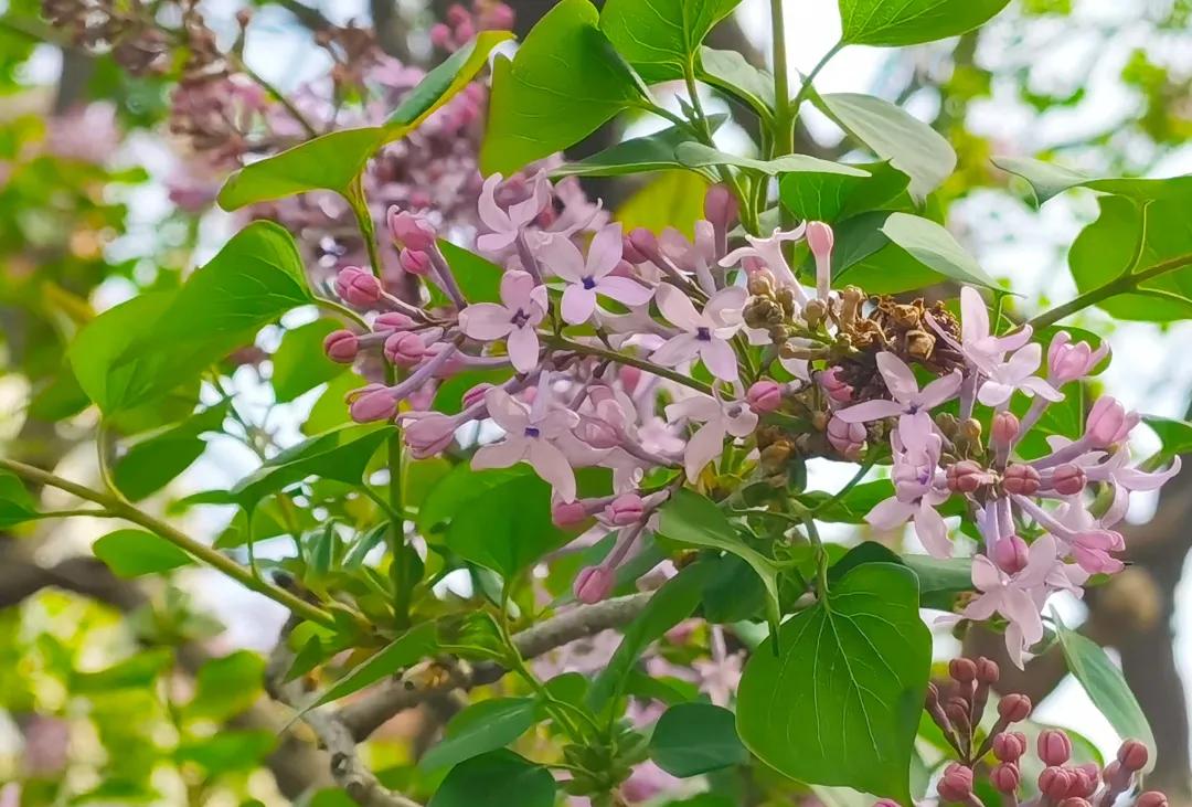 石景山公园绿地景观效果,石景山网红打卡地夜景