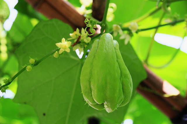 佛手瓜吃多了会致癌吗,佛手瓜心能吃吗吃佛手瓜致癌吗