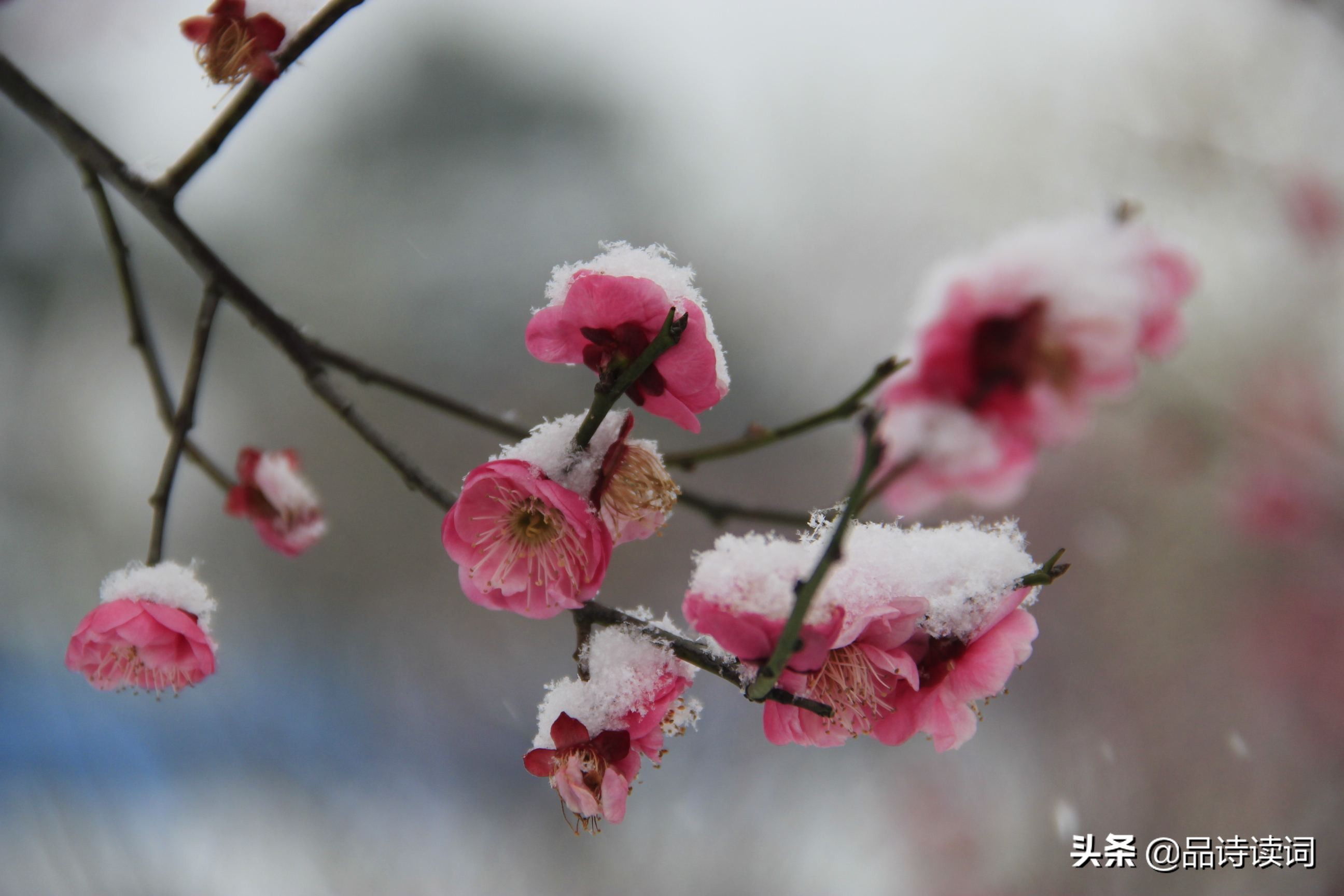 卢梅坡的七言诗有哪些,卢梅坡的诗有哪些