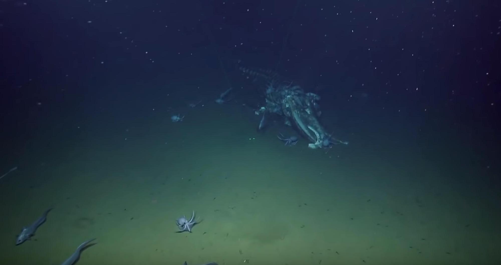 鲸鱼骨架爬满章鱼,发现一只蓝鲸的尸体