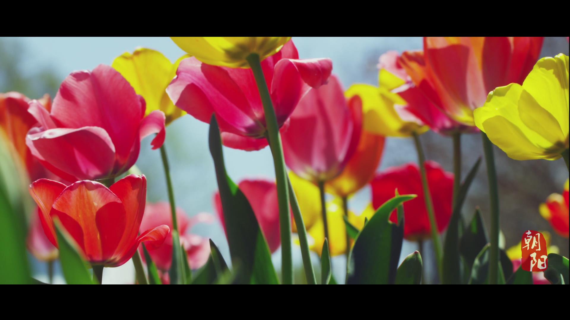 朝阳特色农产品哪里买,朝阳农产品市场