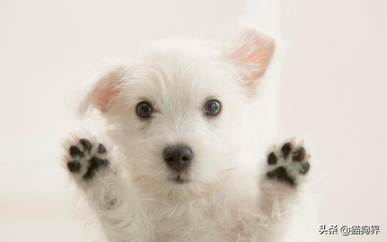 关于狗爪子的100个小知识,狗狗铲屎官的正确方法