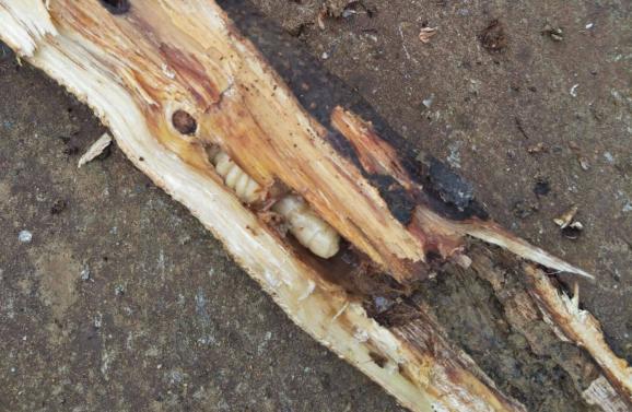 十大常见害虫,农村常见的一种害虫如今价值不菲