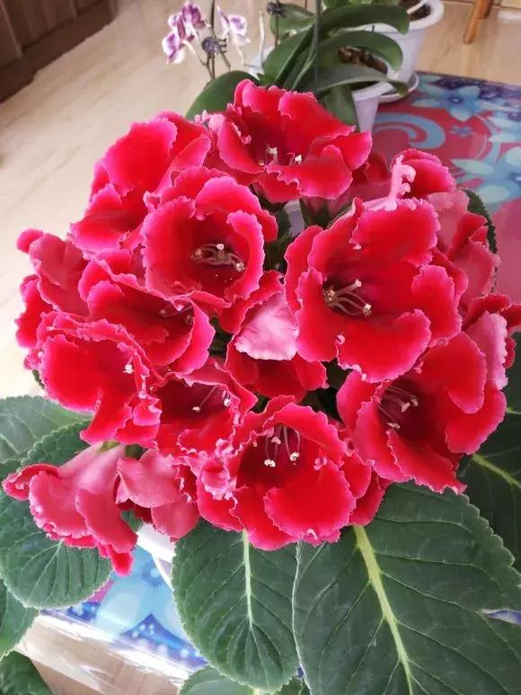 6种花不宜浇水,几种花不能给叶子喷水