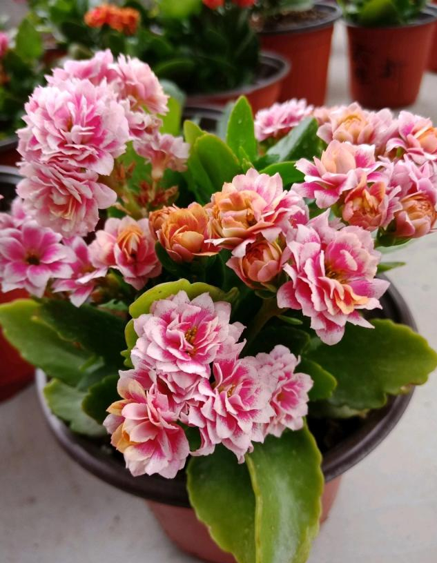 十月适合养什么花,十月现在季节养什么花不怕冷