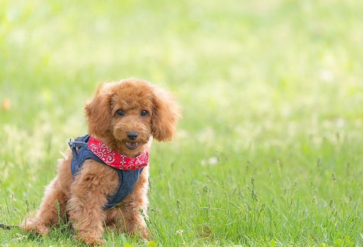 不给狗狗挤肛腺会得皮肤病吗,不给狗挤肛肠腺可以吗