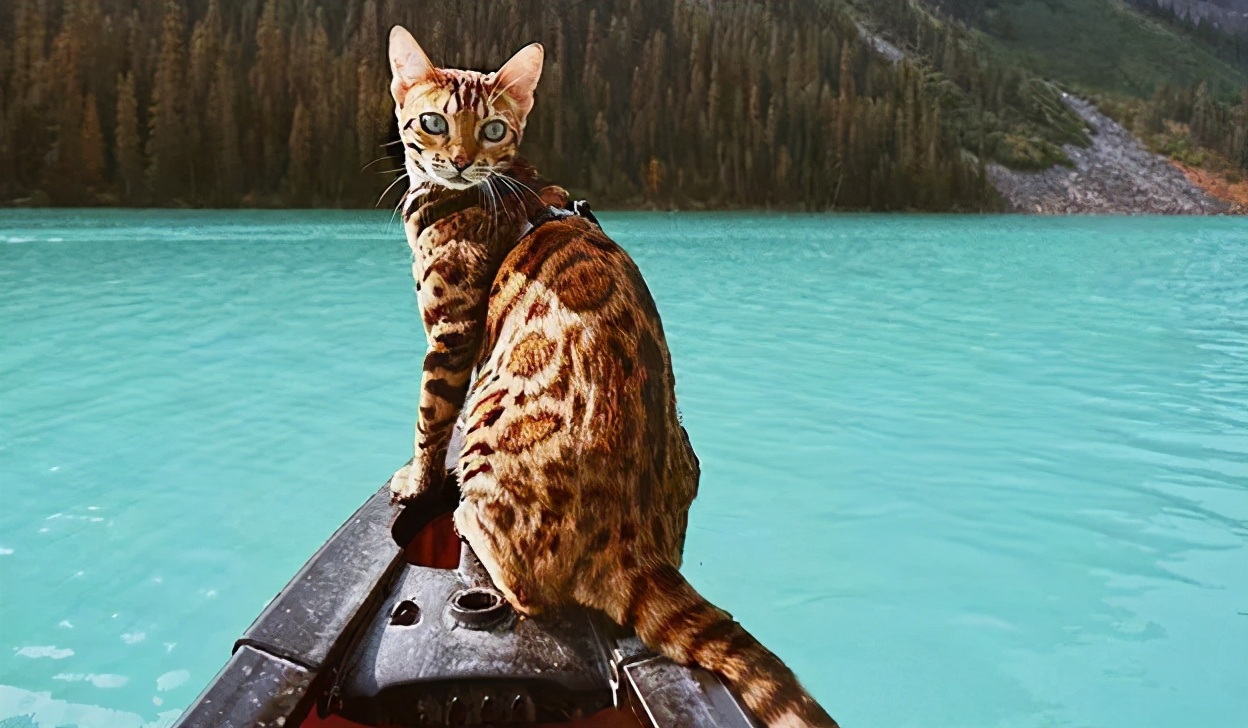 最便宜但是又最好的猫有几种,最贵的猫有哪几种