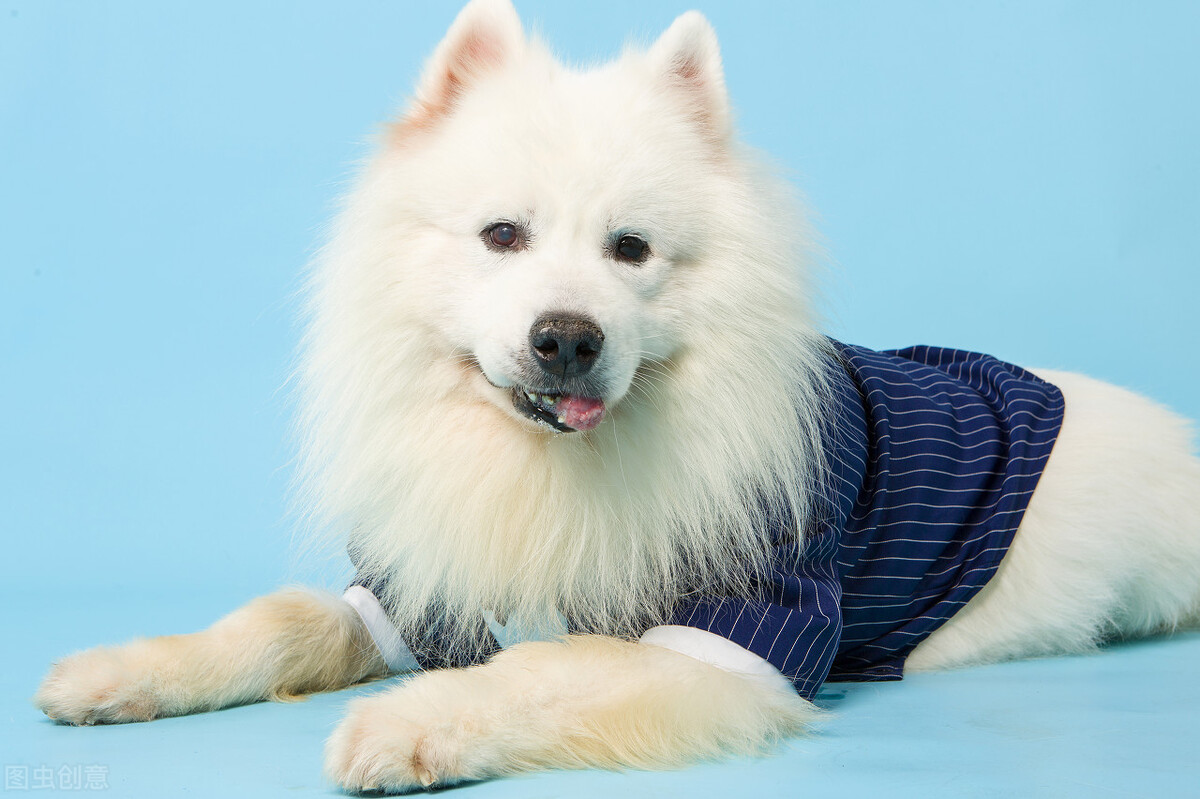 萨摩耶如何挑选喂养以及常见疾病小知识爱它就请花点时间做好功课