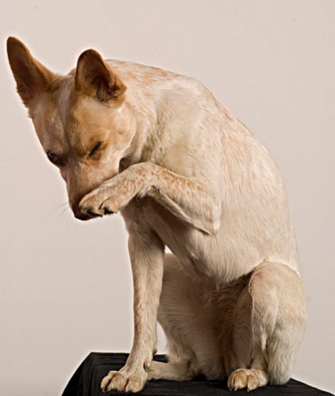 狗狗吃异物一直干呕怎么回事,狗狗吃东西卡住食道怎么办啊